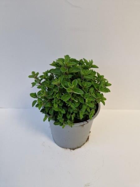 Origanum vulgare Oregano Wilde Marjolein Kruidenplant