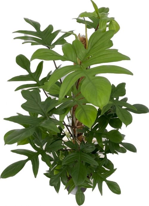 Philodendron Pedatum Mosstok Tuinland