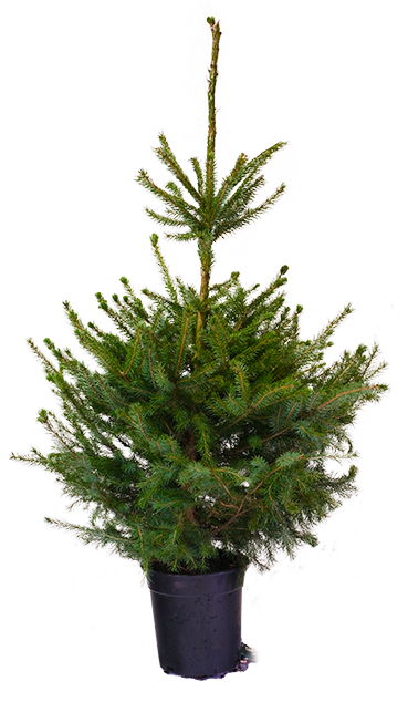 Kerstboom (Picea omorika) in Pot - H120cm