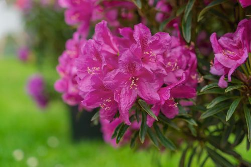 Rhododendron Easydendron® Hybr. Grazeasy® Bloem Roze rodo