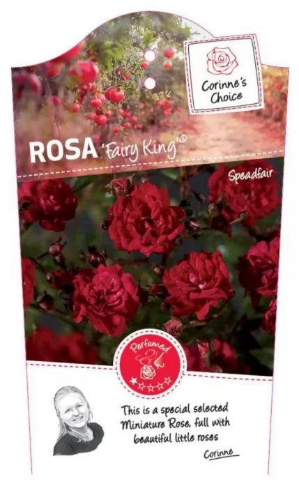 Rosa Miniatuurroos 'Fairy King'®