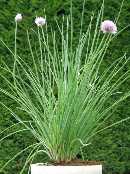 Allium schoenoprasum Bieslook: 13cm 13CM 13cM 13Cm Zon Eenvoudig