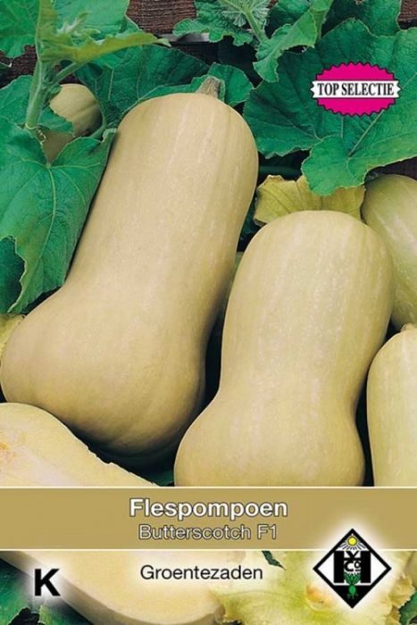 Cucurbita moschata Flespompoen - Butterscotch F1 Zaden van Hemert en Co