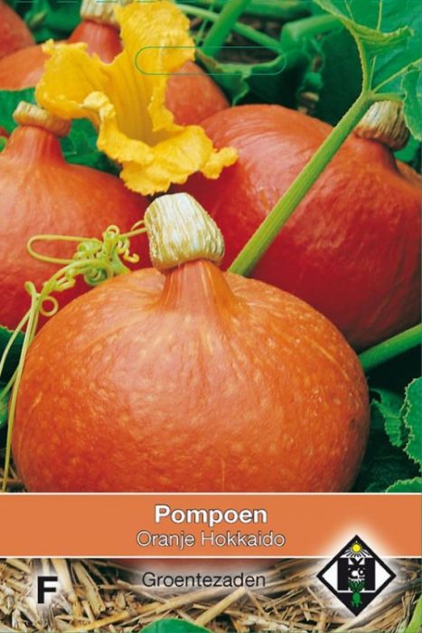 Cucurbita maxima Pompoen - Oranje Hokkaido Zaden Van Hemert en Co