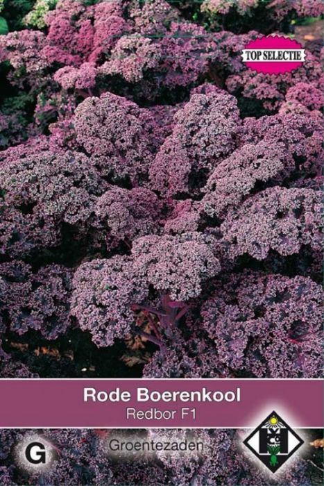 Brassica oleracea sabellica Rode Boerenkool Redbor F1 Zaden Van Hemert en Co