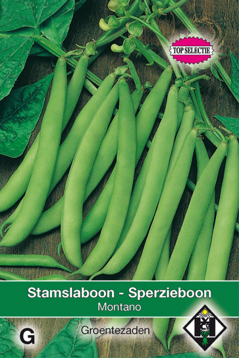 Phaseolus vulgaris Stamslaboon - Modesto Zaden Van Hemert en Co