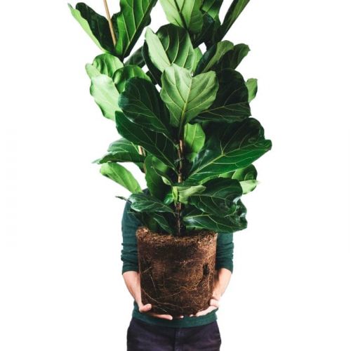 Ficus Lyrata Vioolbladplant